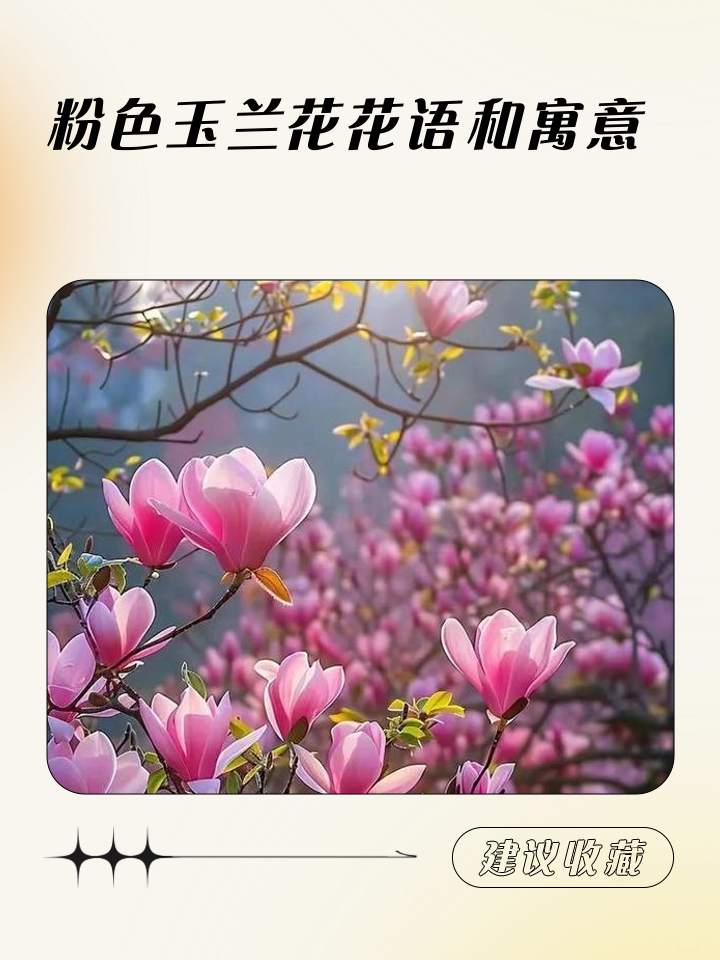 玉兰花的花语
