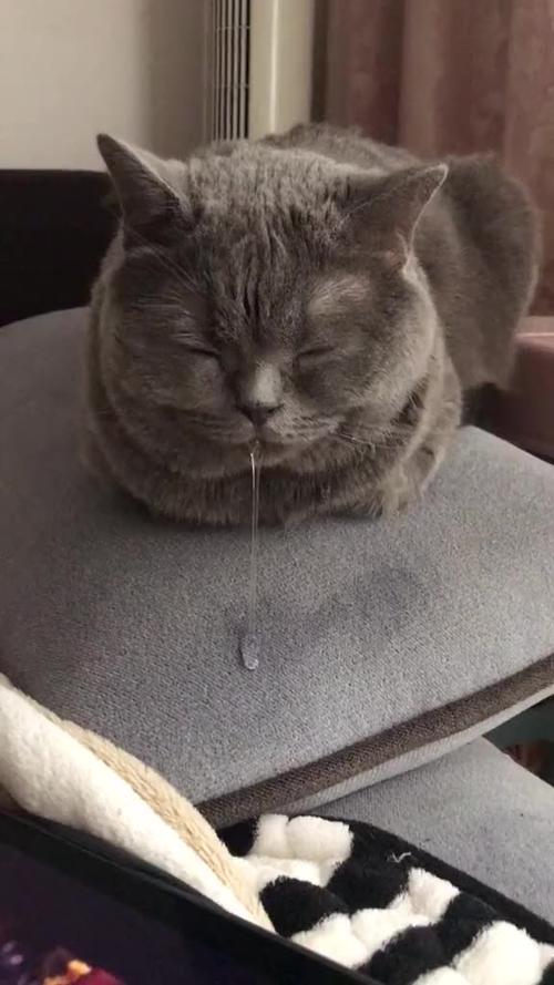 猫流口水是怎么回事