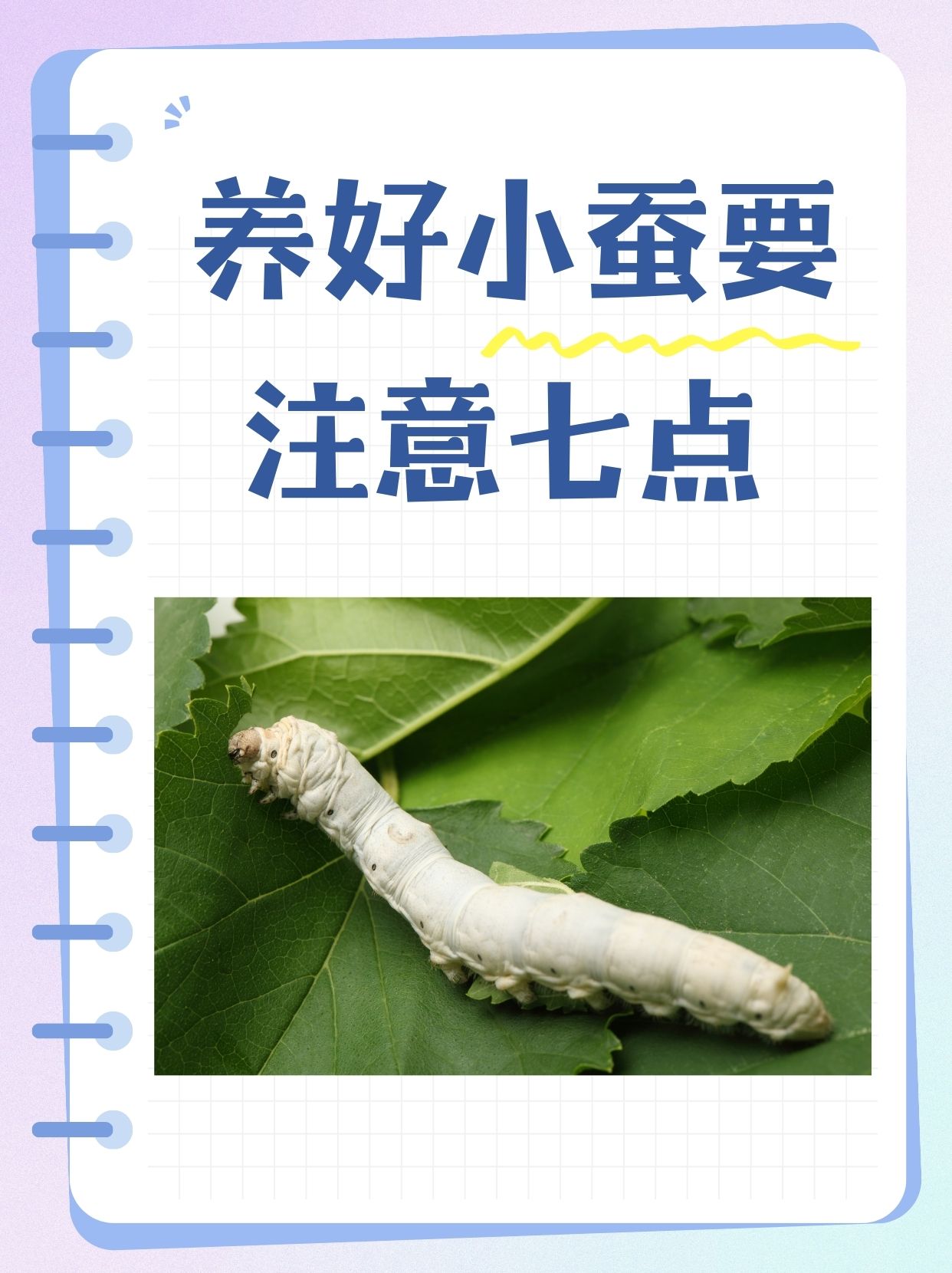 一只蚕2元贵吗