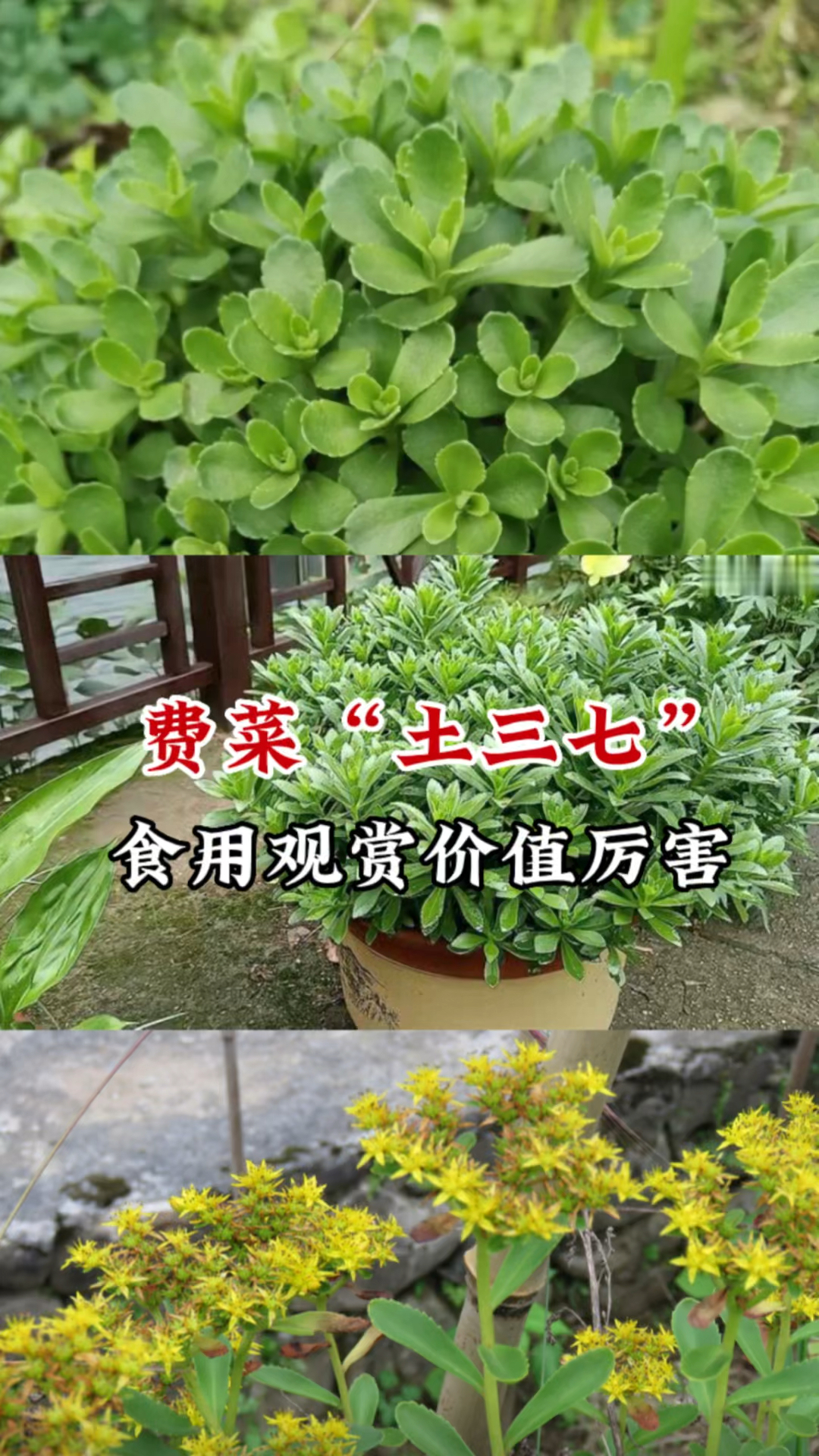 田七菜的功效与禁忌是什么