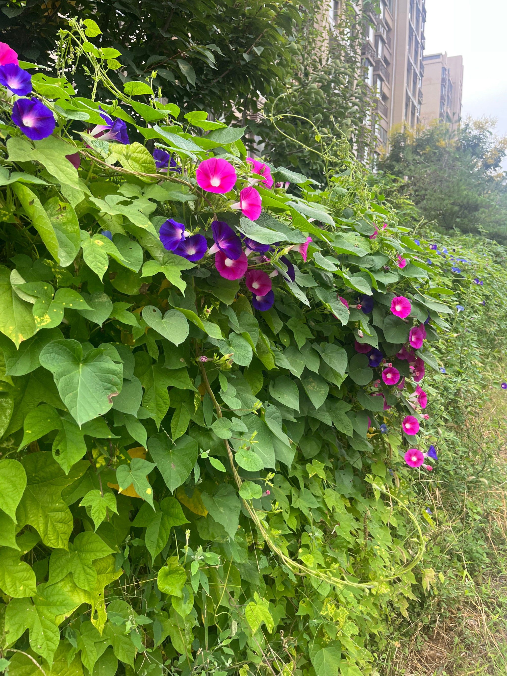 牵牛花什么季节可以开放